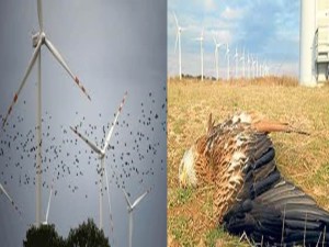 windmills & birds